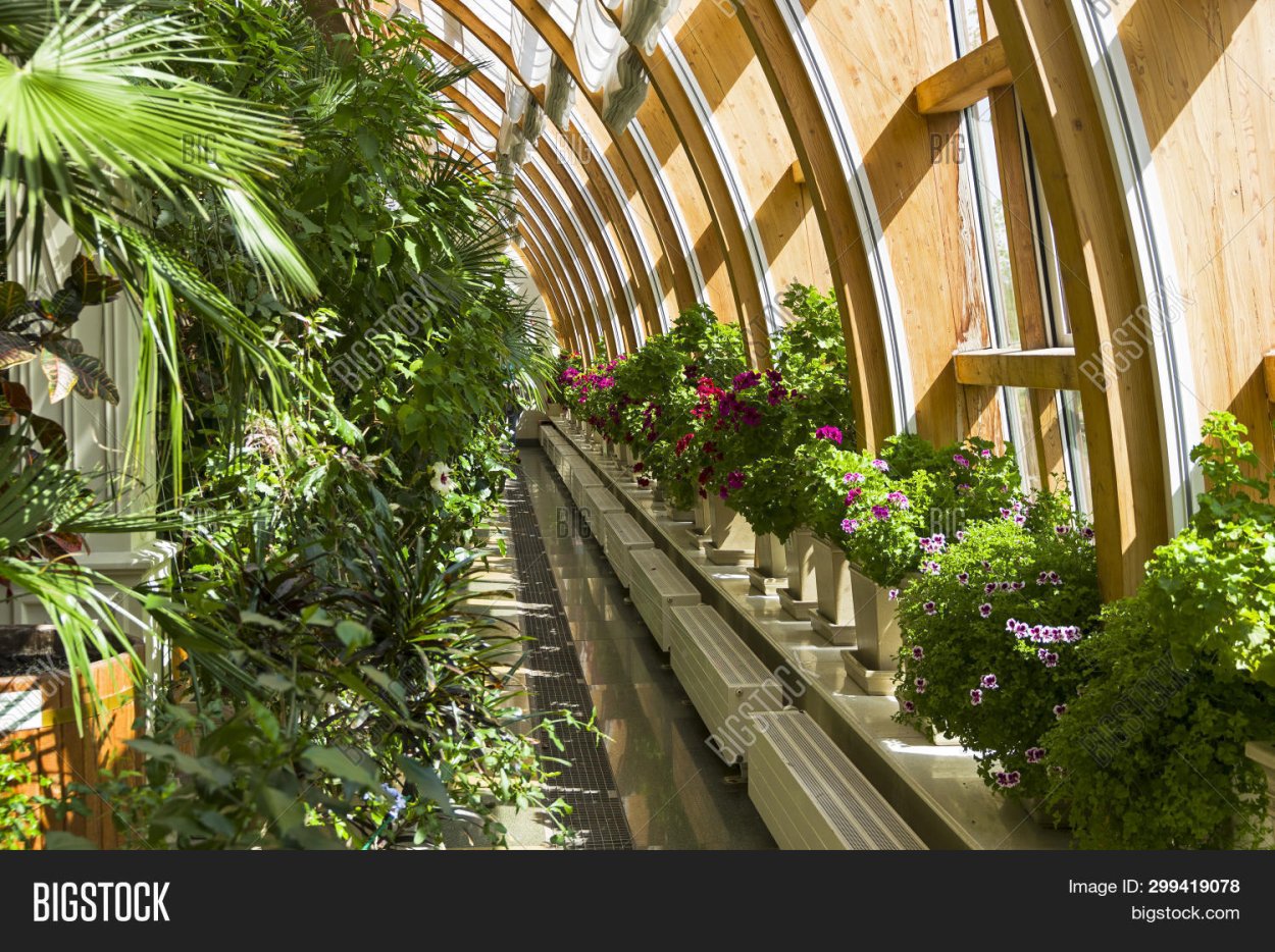 Виноградная оранжерея в Царицыно