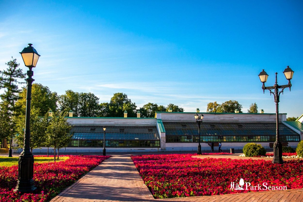 Оранжерея в квартире комнатные цветы