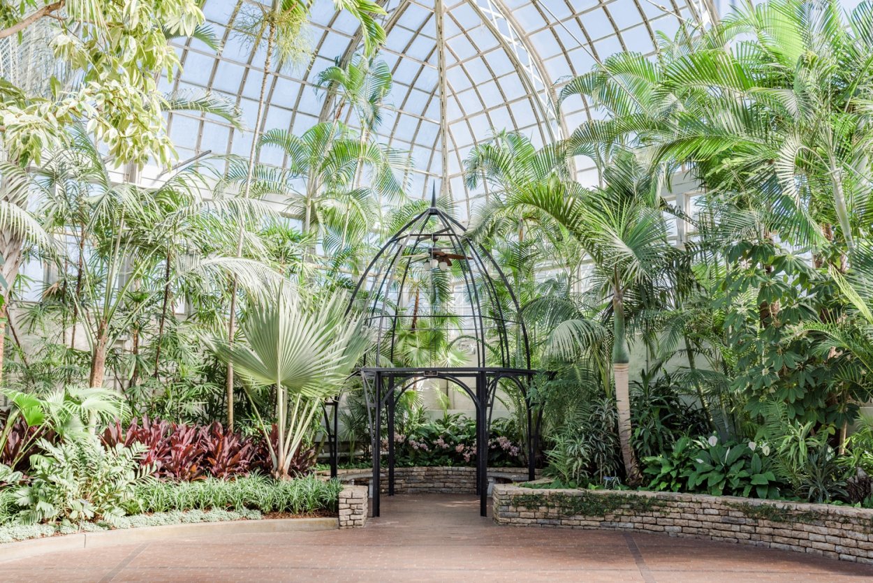 Ботанический сад СПБ апельсиновое дерево