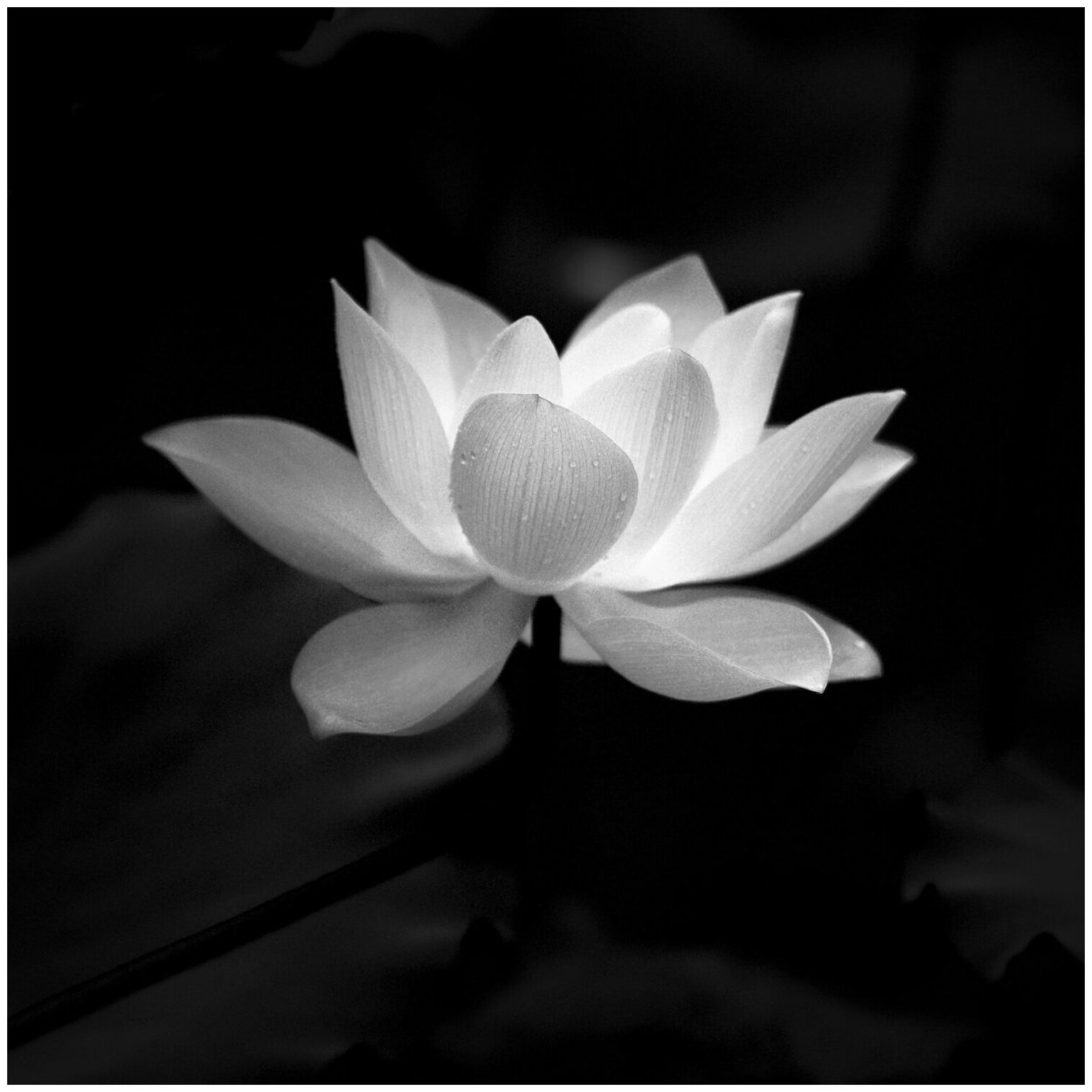 Чб Лотос обои