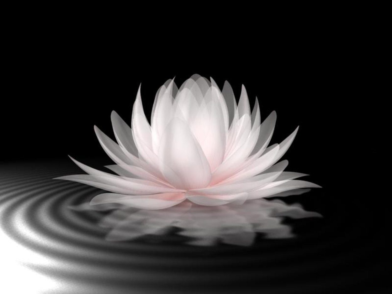 Темный Лотос