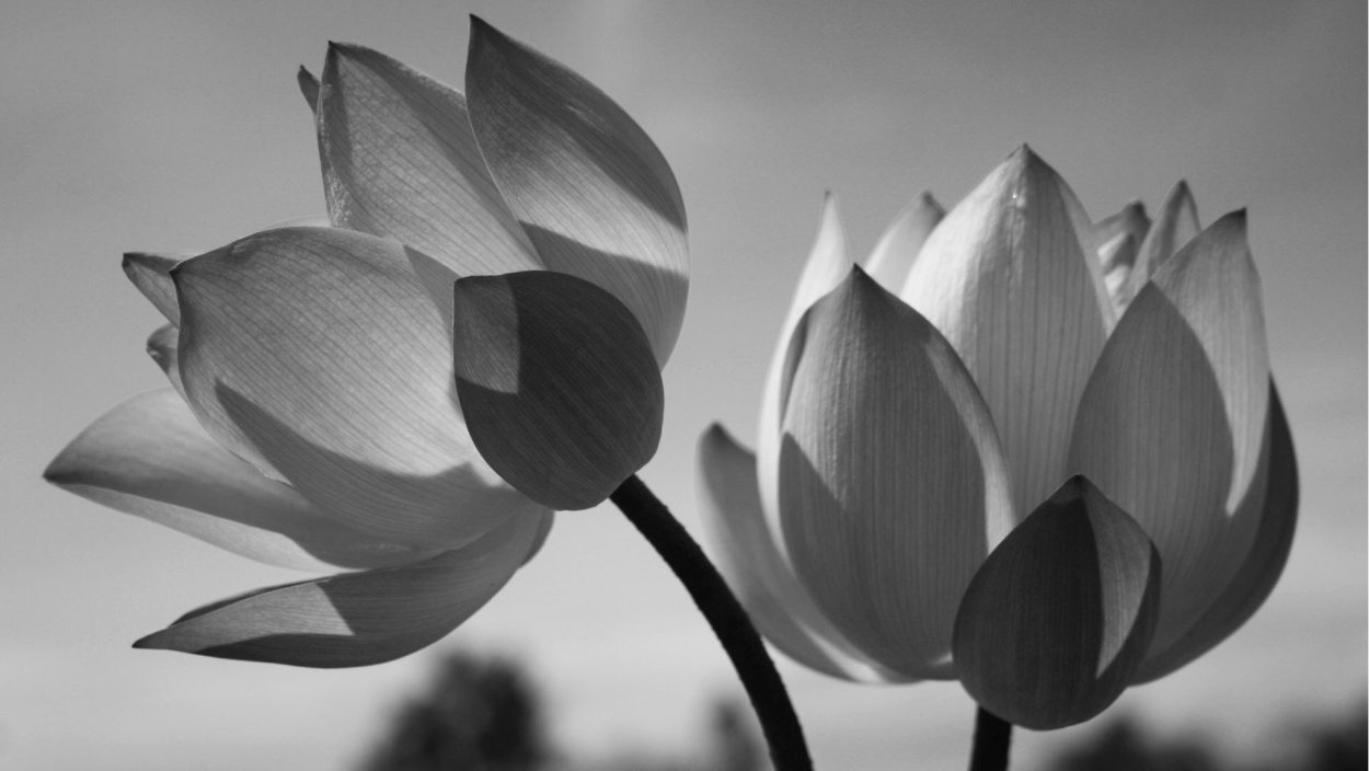 Лотос черно белый