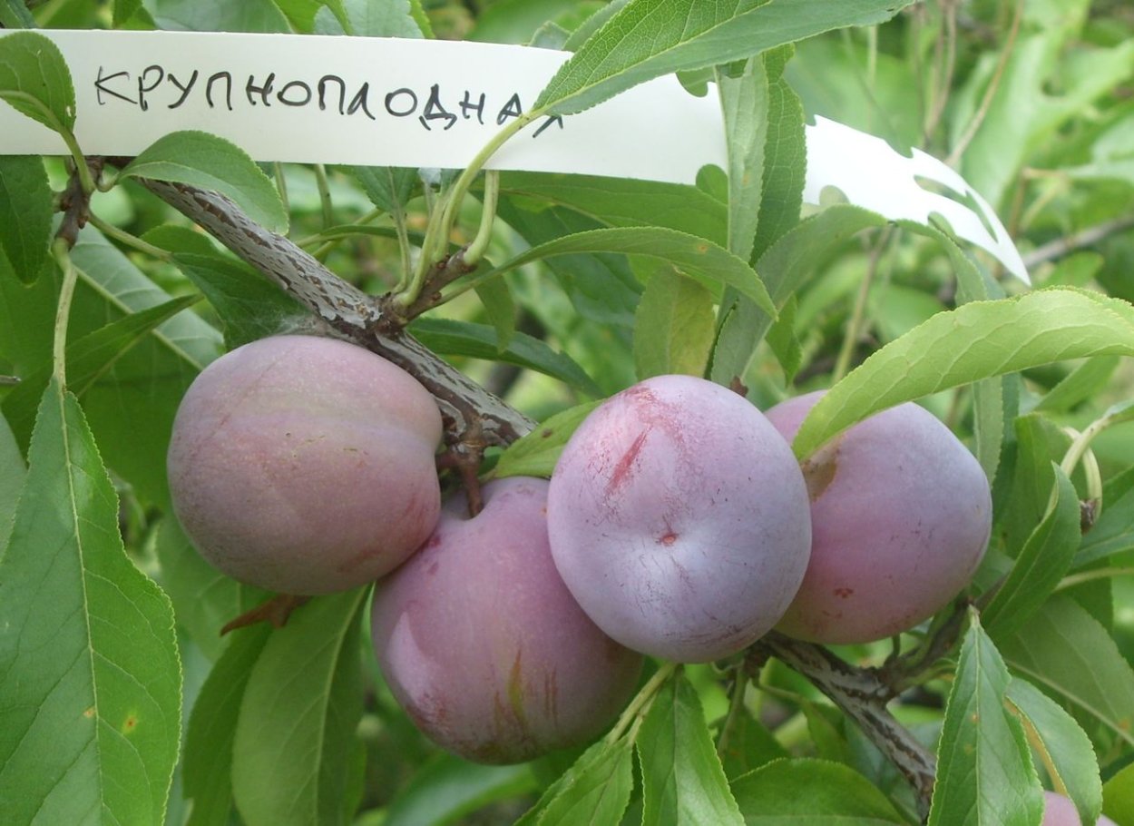 Шарафуга вельвет Санрайз