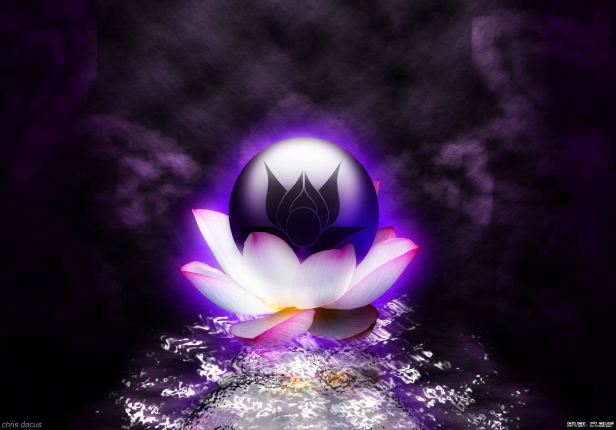 Белый Лотос