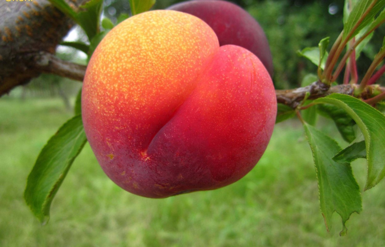 Шарафуга синяя