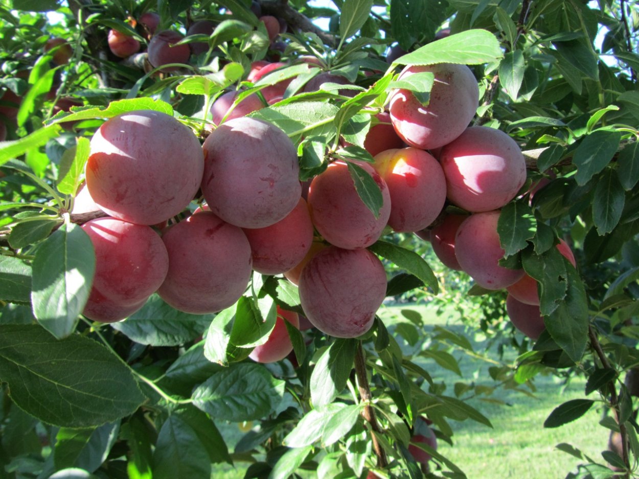 Шаромыга дерево плодовое