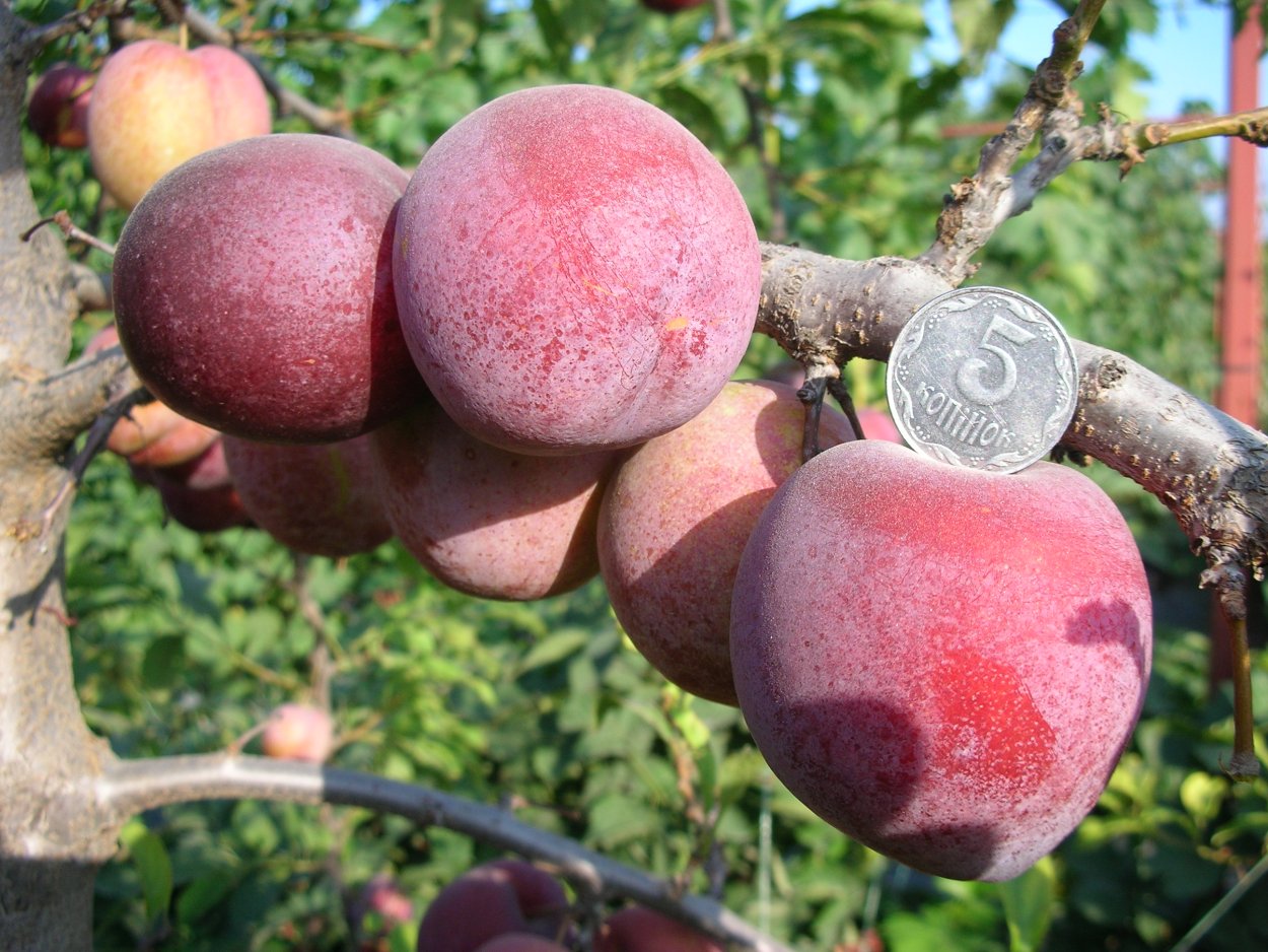 Алыча Империал колоновидная