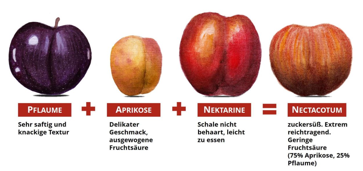 Слива Кабардинская ранняя