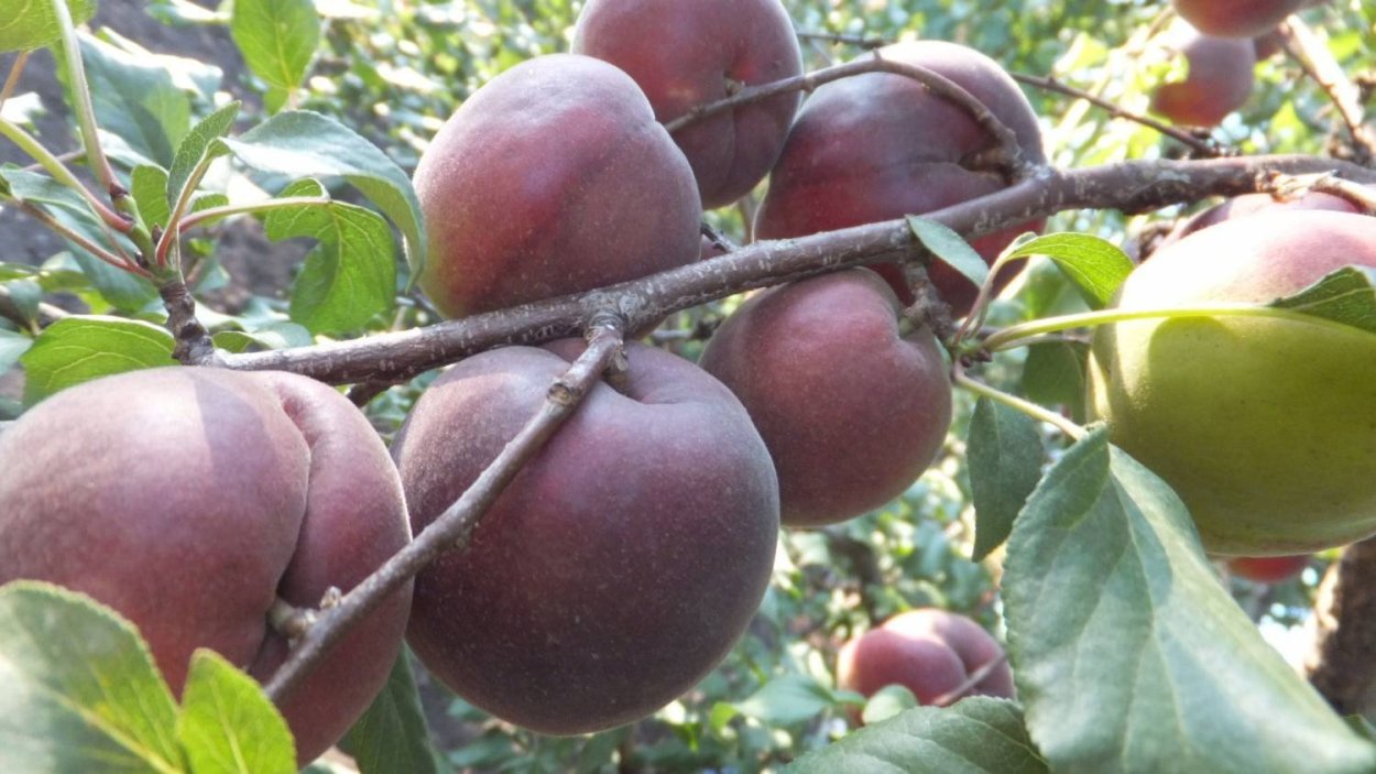 Шарафуга саженцы