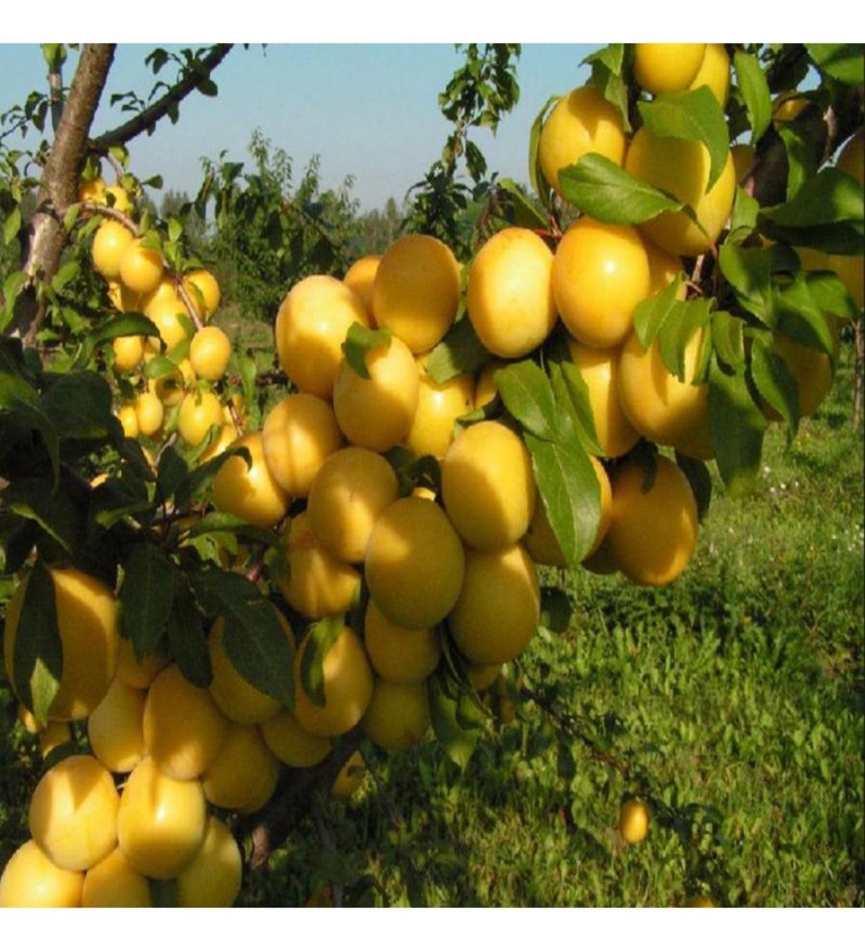 Колоновидные яблони