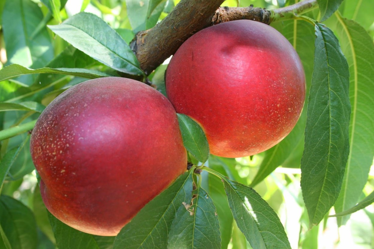 Слива Блю Свит колоновидная