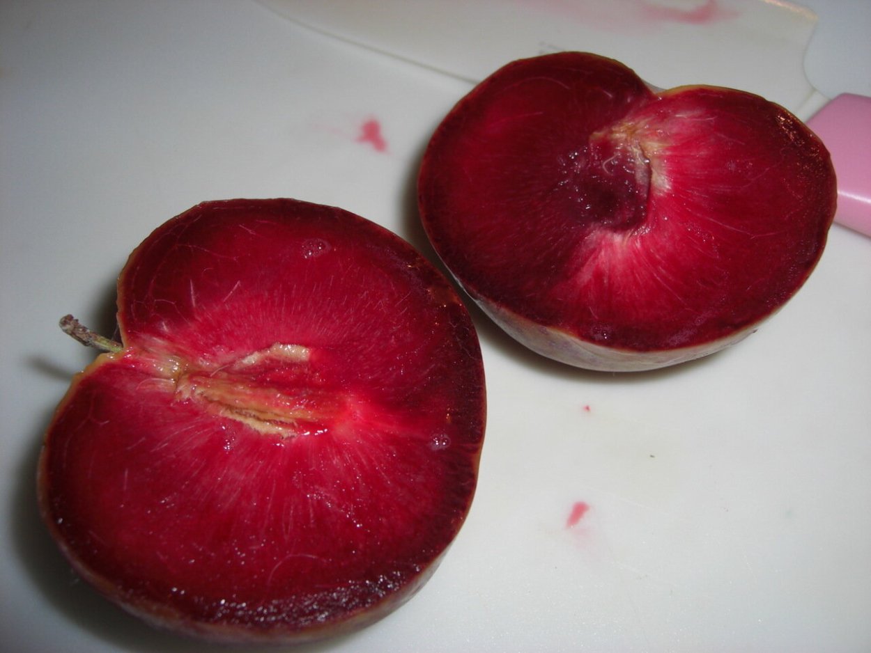 Слива скороспелка