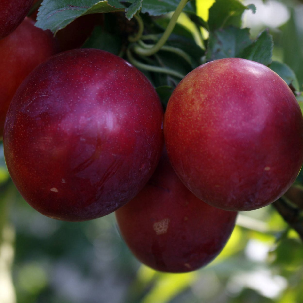 Нектарин шарафуга