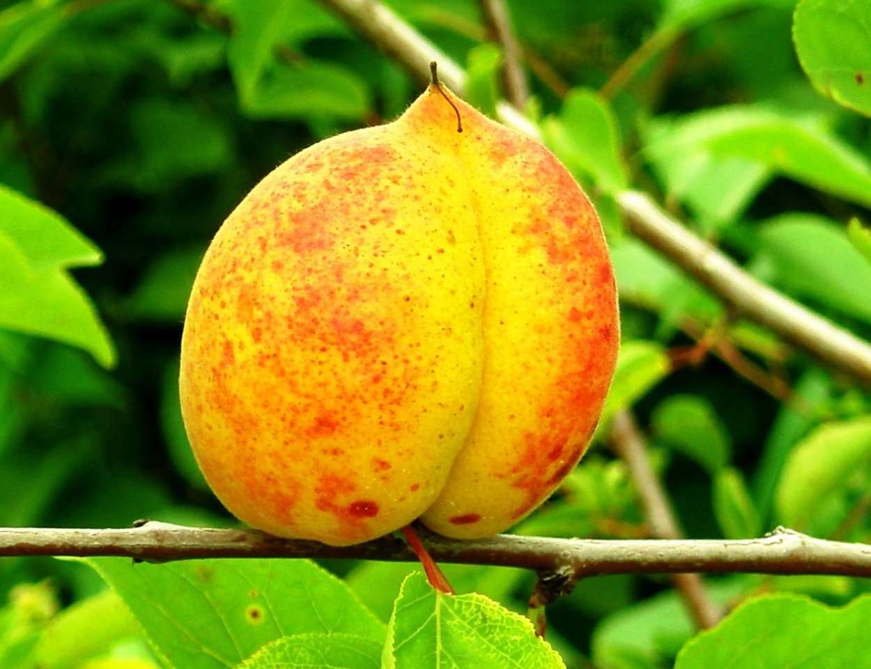 Алыча Оцарк премьер