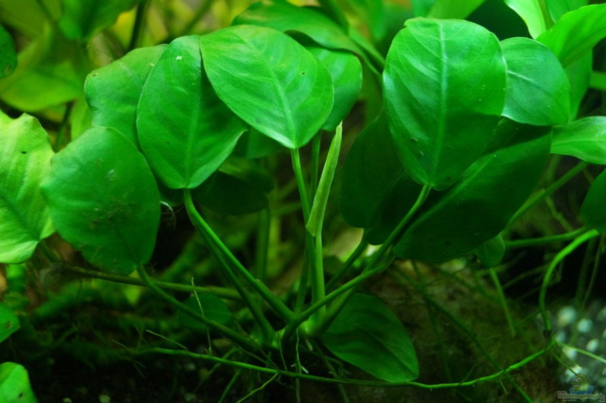 Анубиас аквариумное