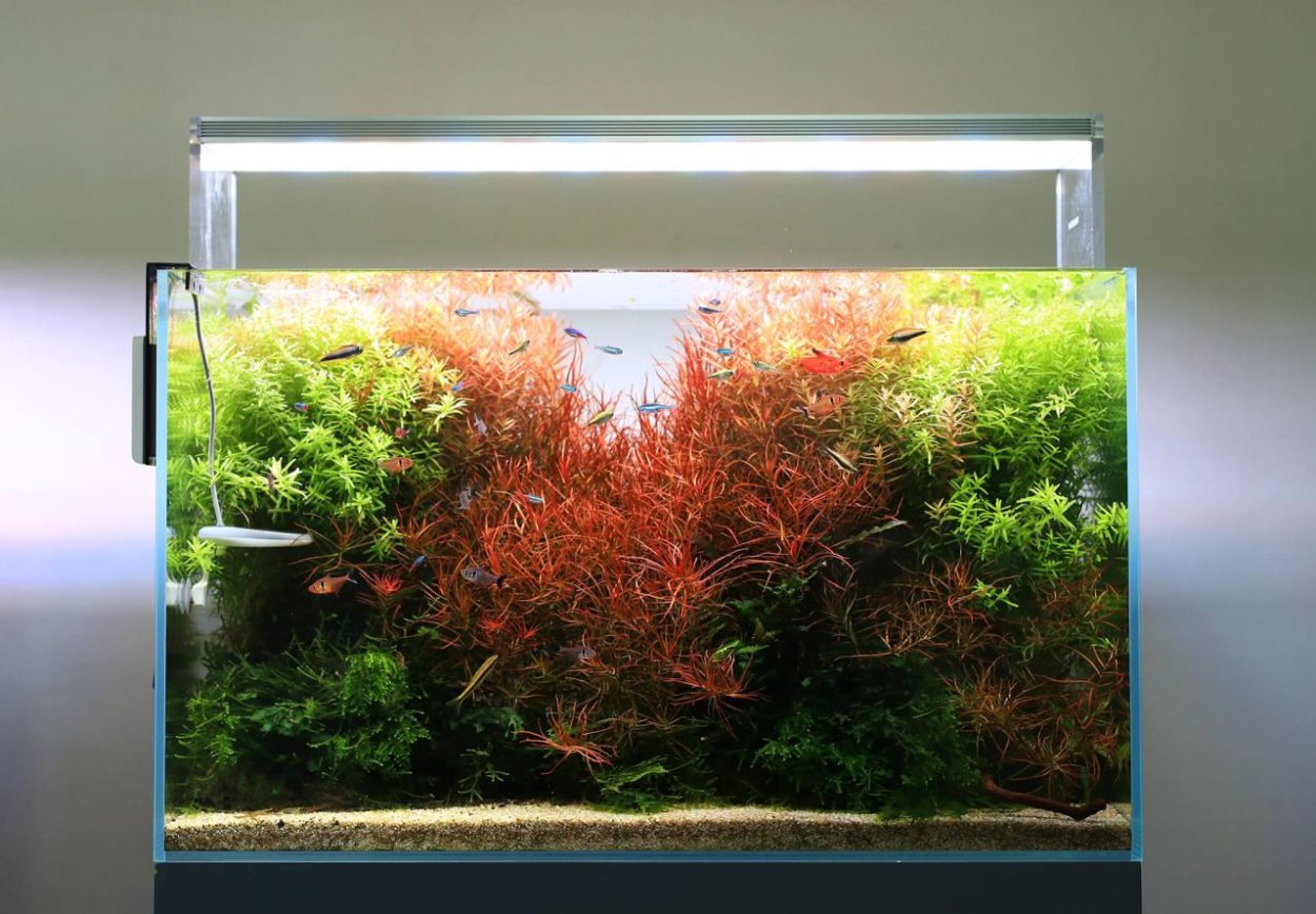 Лимнобиум лаевигатум Амазон