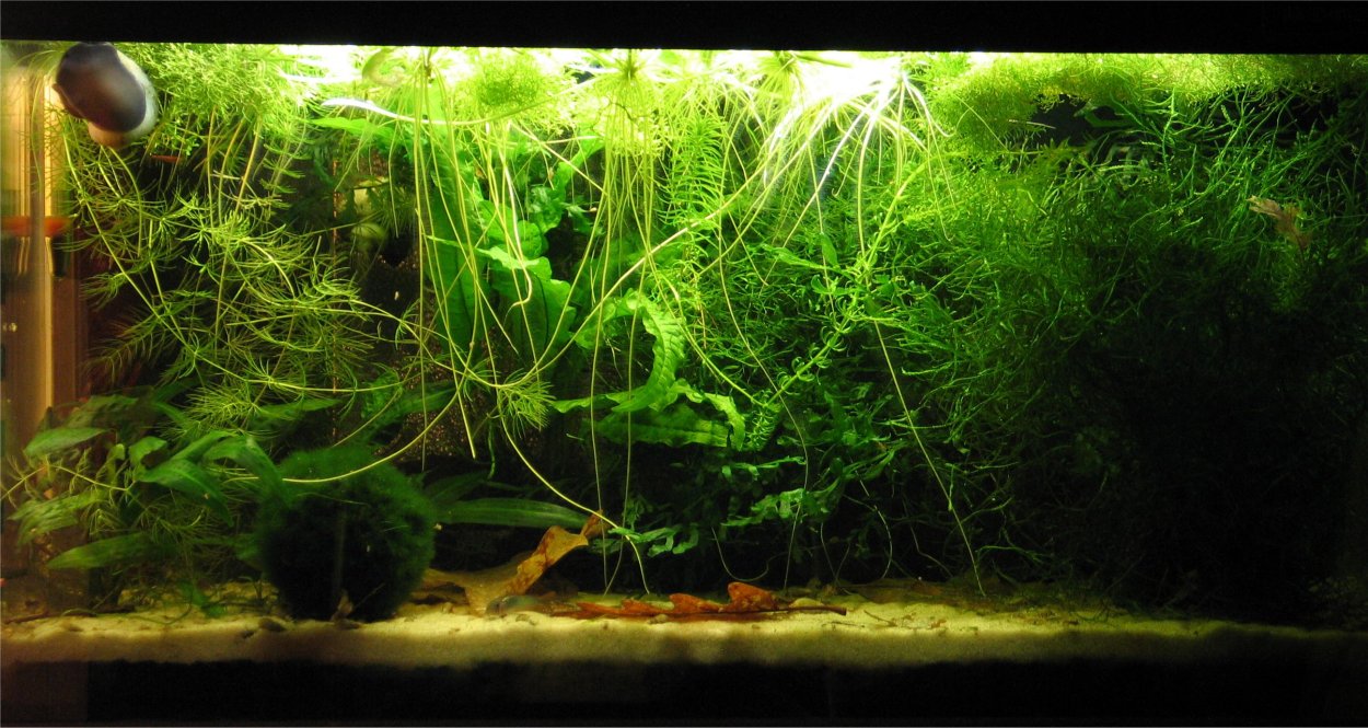 Мох павлиний аквариумное растение