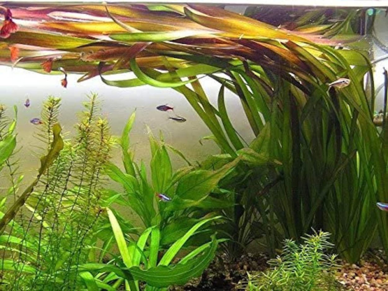 Гидрокотила трипартита аквариумное растение