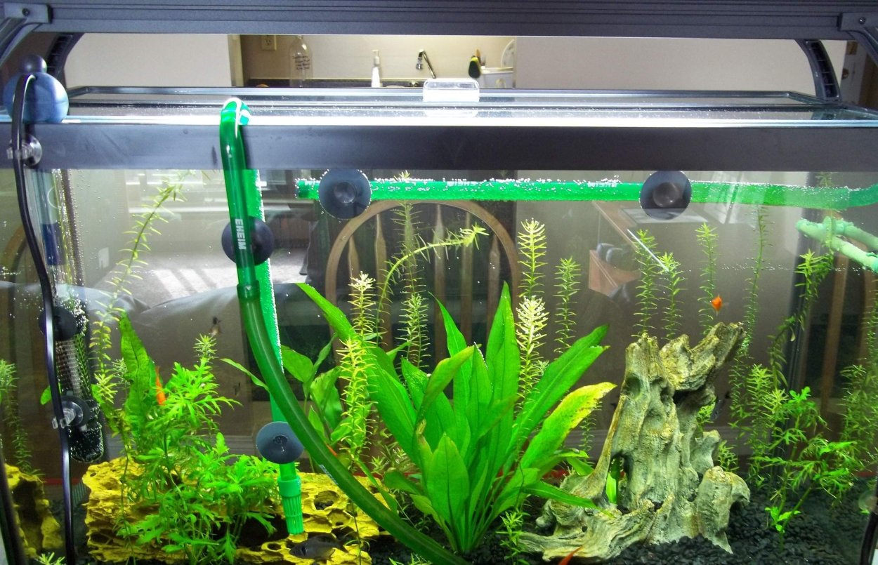 Лимнобиум пистия