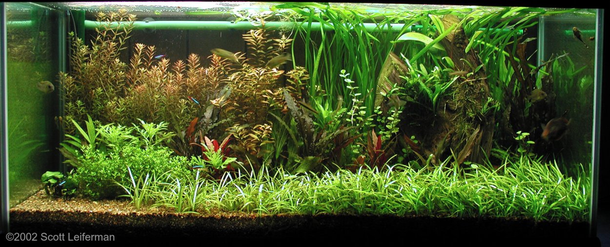 Акваскейп голландский стиль