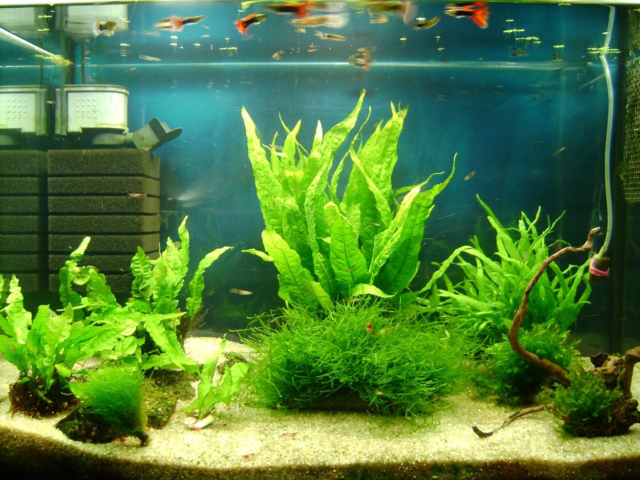 Хоттония палюстрис (Hottonia palustris)