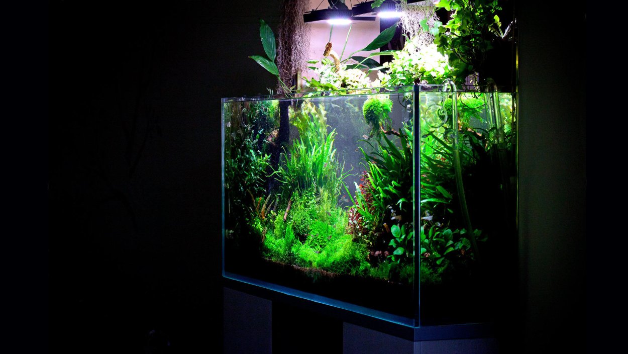 Анубиас Нана