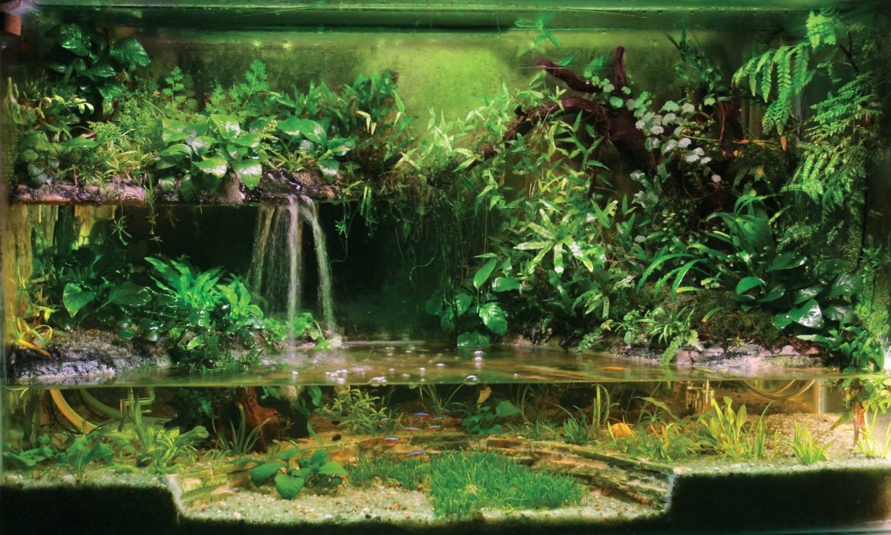 Семена водорослей для аквариума