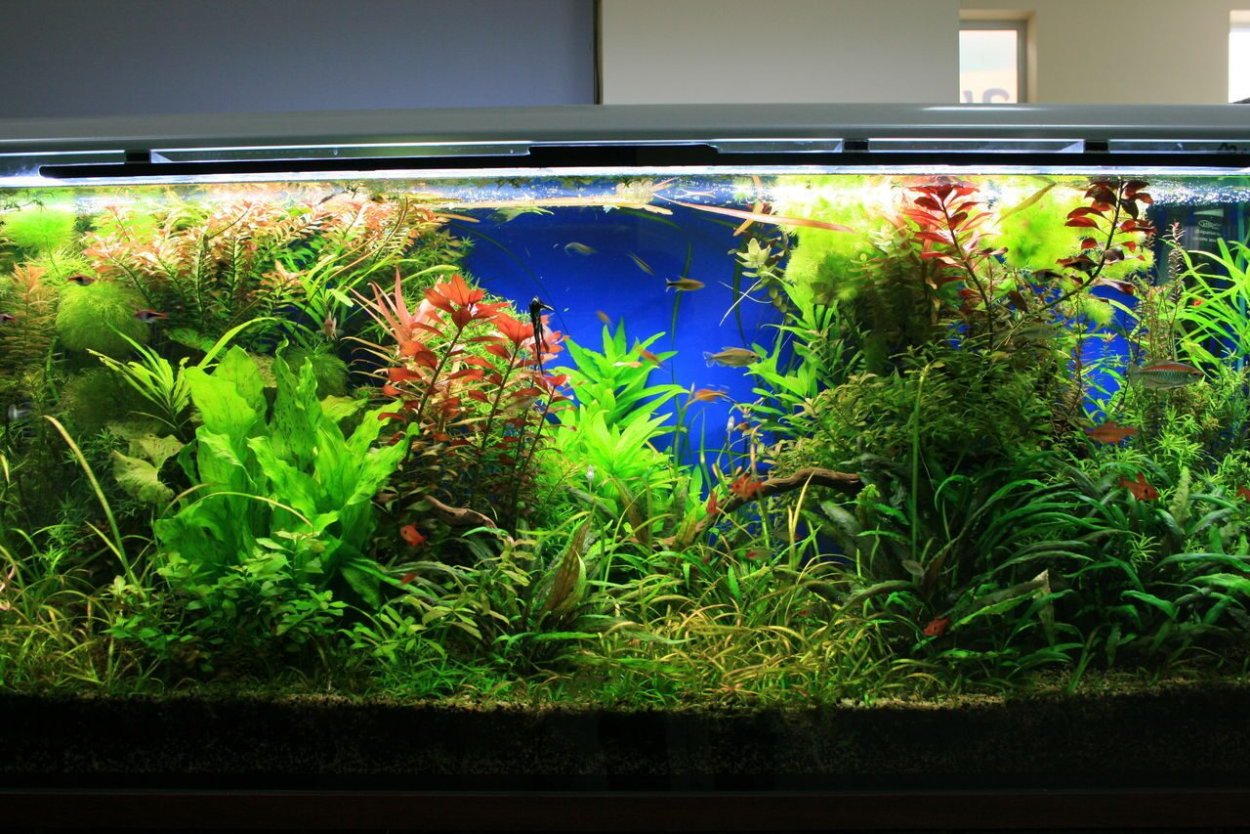 Водный поток в растениях