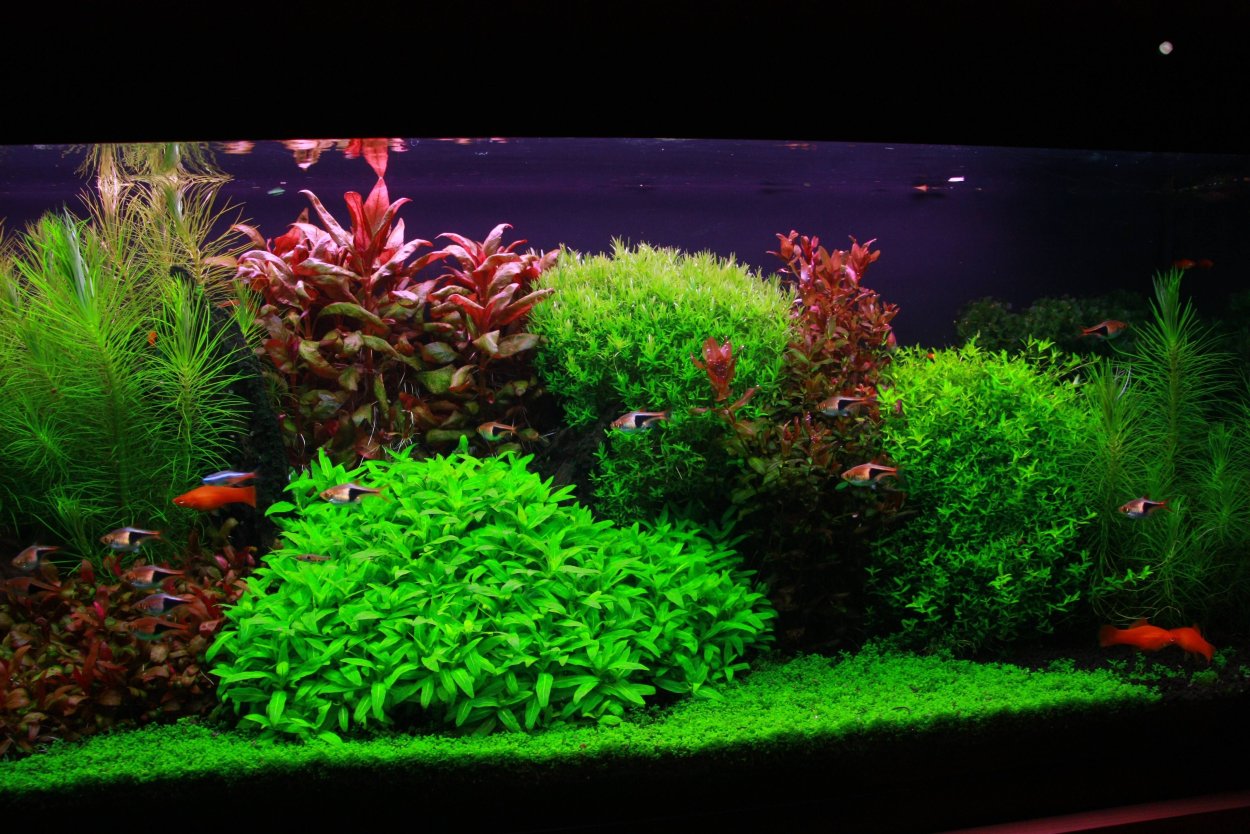 Аквариумные растения лимнобиум плавающие