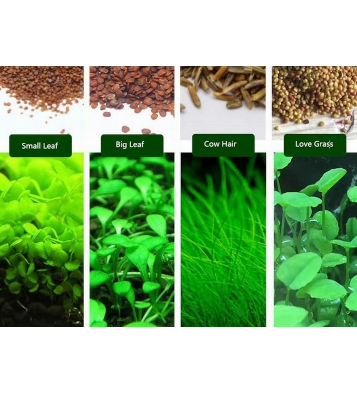 Сагиттария субулата