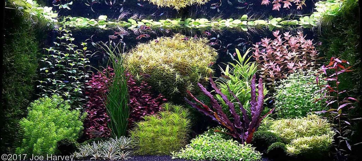 Акваскейп низкий аквариум