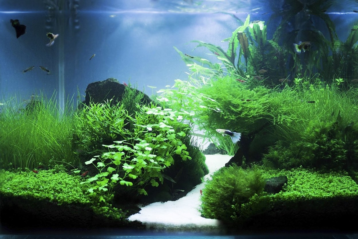 Акваскейп в аквариуме