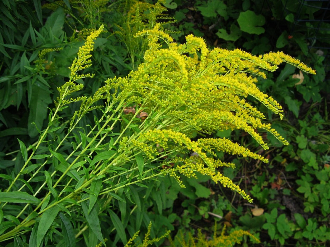 Золотарник гибридный солидаго