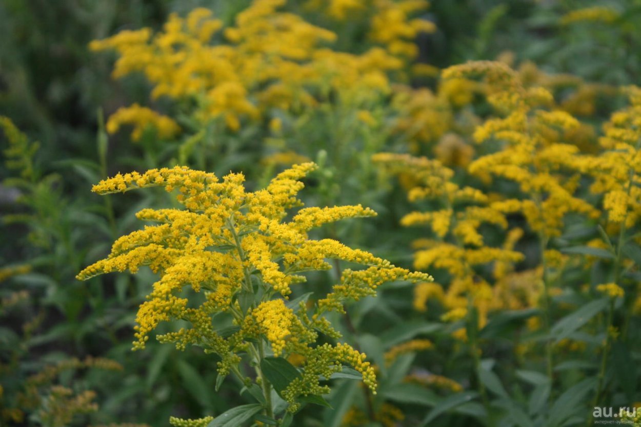 Solidago missouriensis