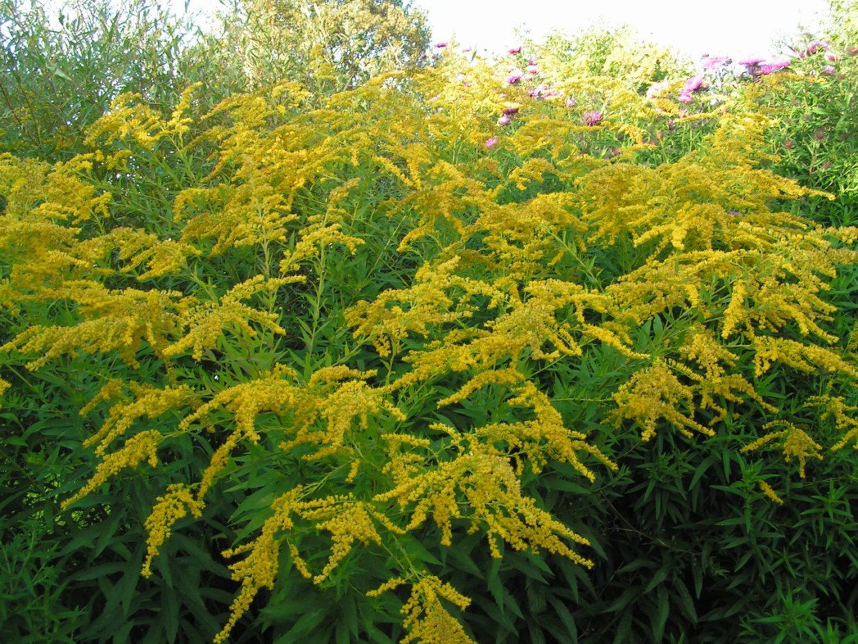 Солидаго цветок