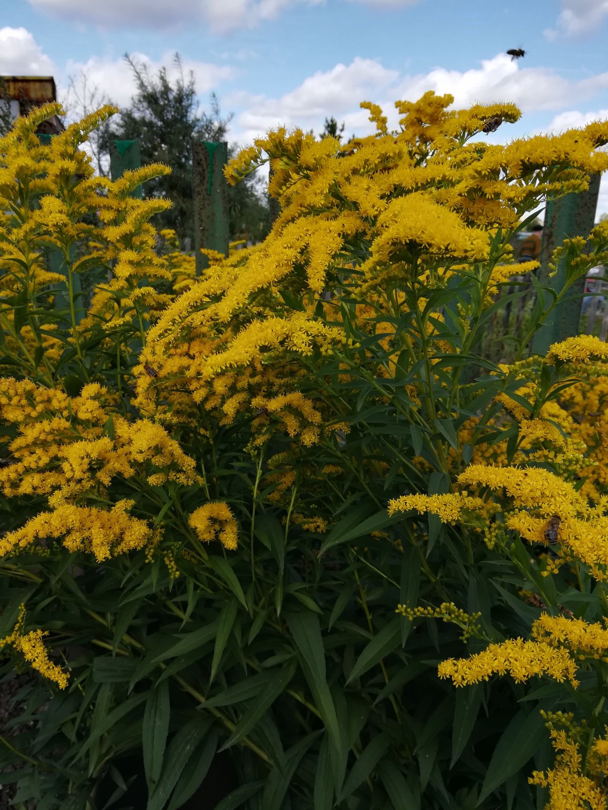 Золотарник солидаго миксбордер