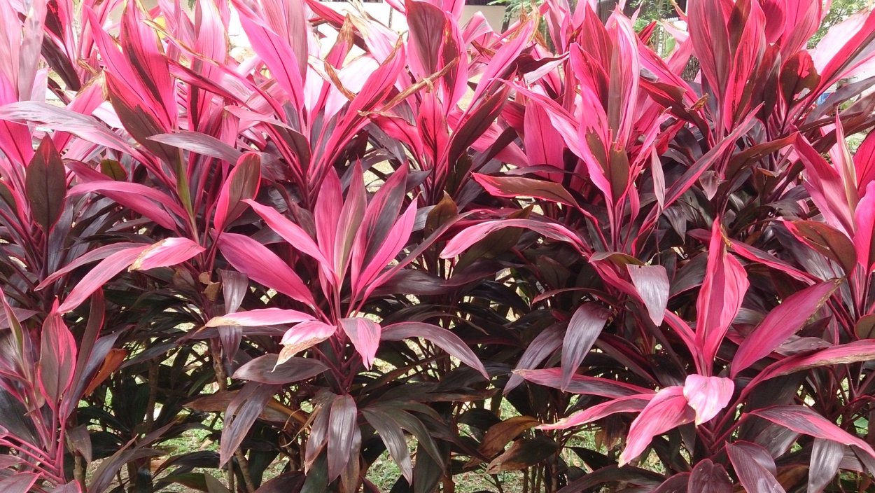 Кордилина красная Cordyline rubra