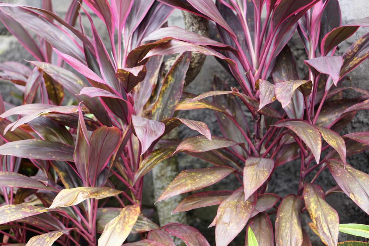 Кордилина фрутикоза Конга