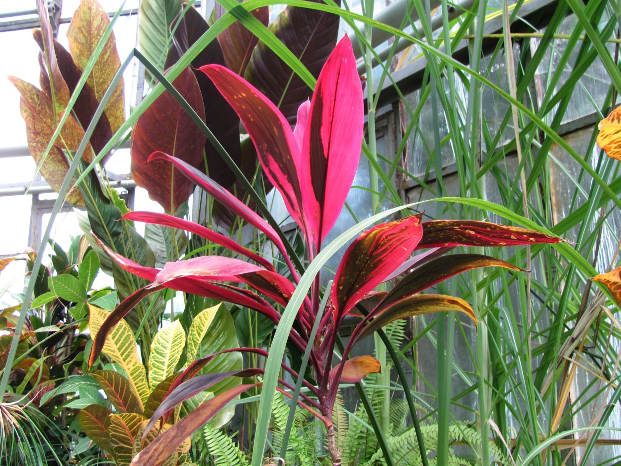 Кордилина прямостоячая