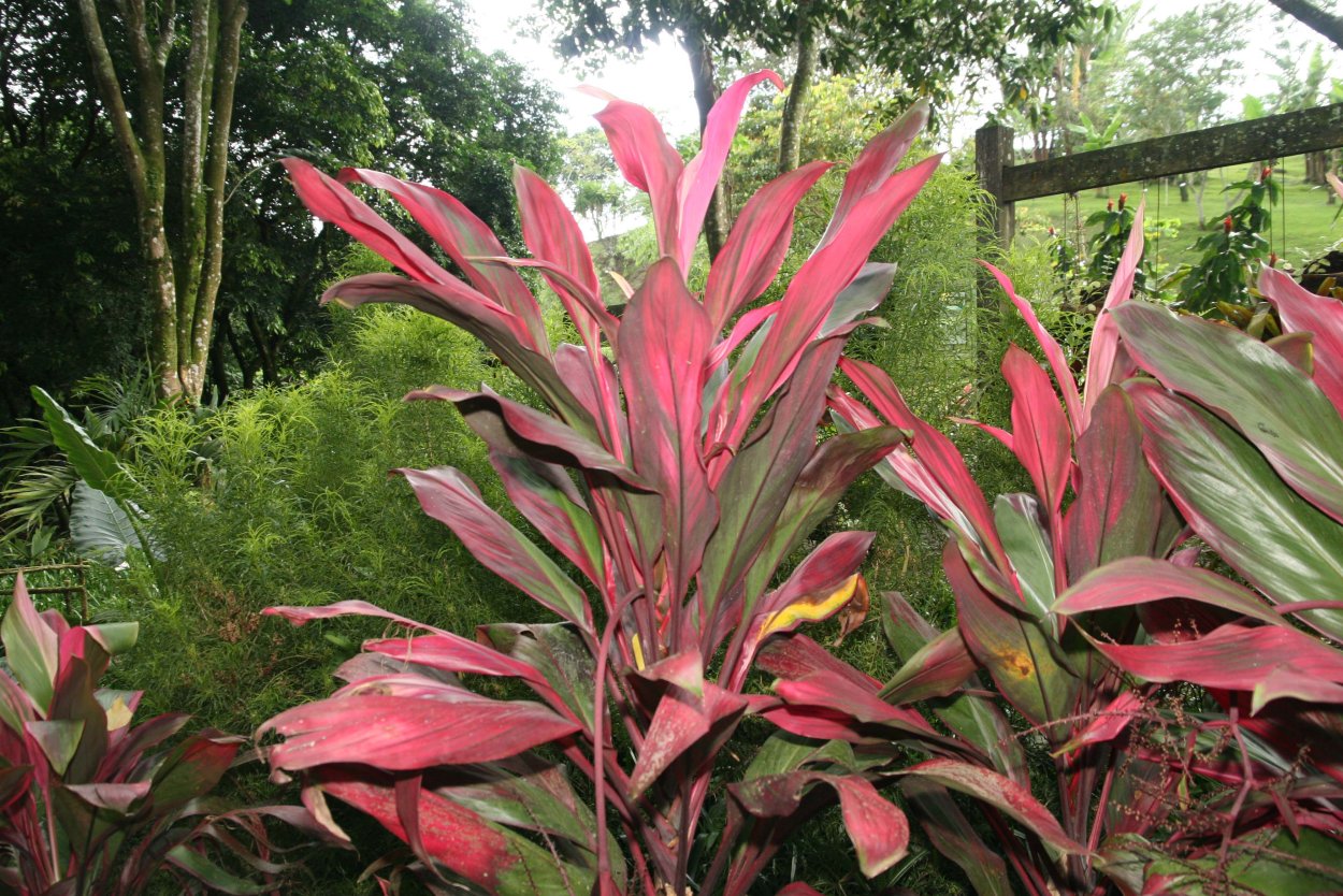 Кордилина фрутикоза Конга