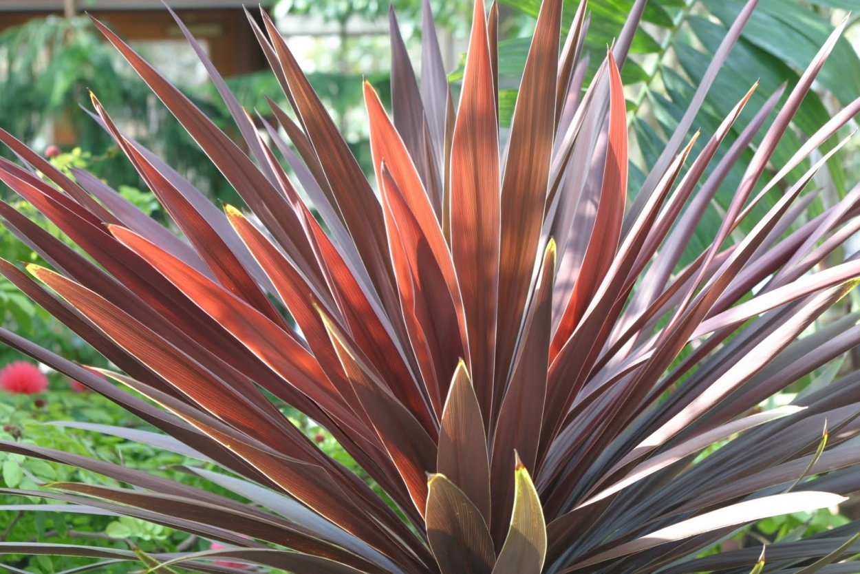 Кордилина верхушечная