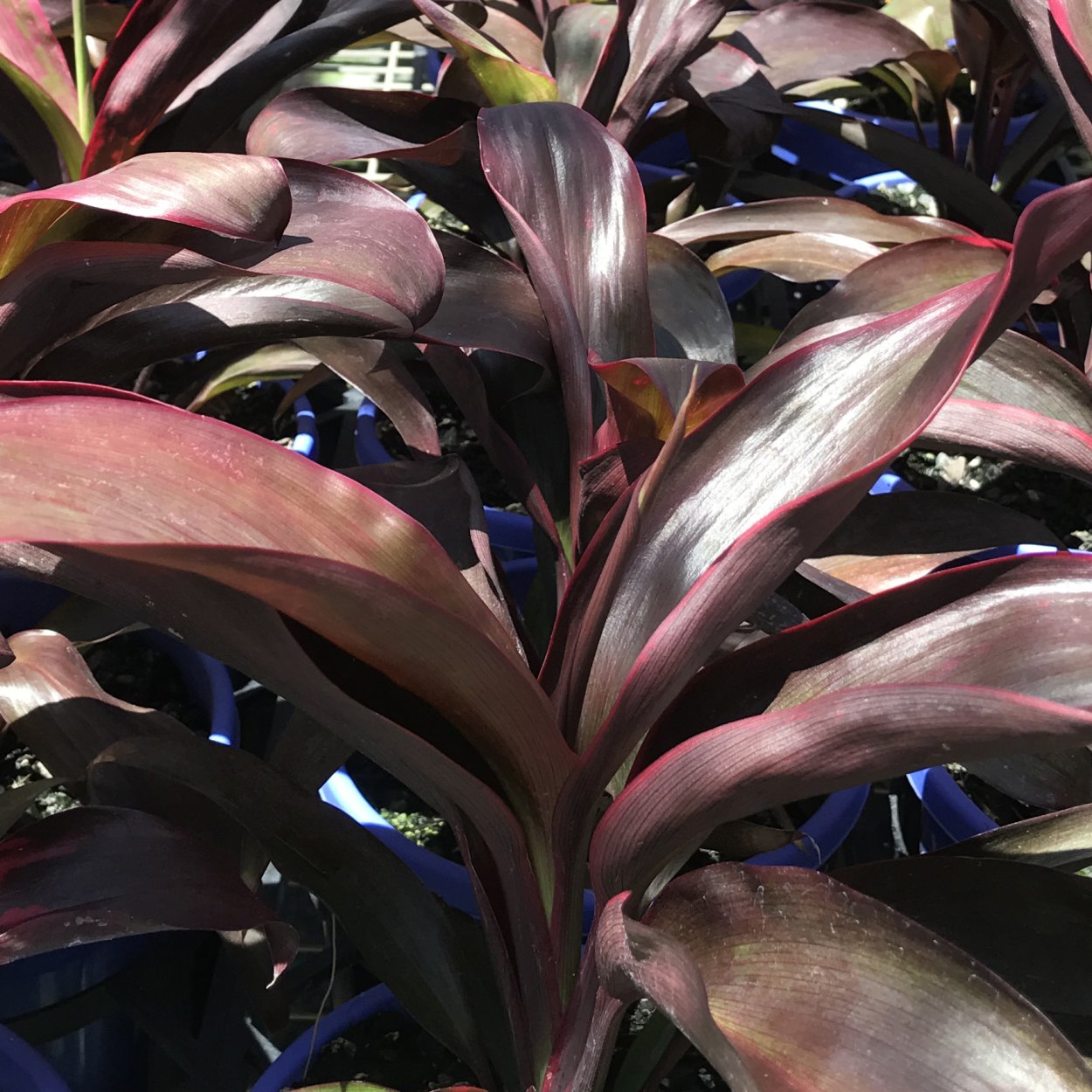 Кордилина красная Cordyline rubra