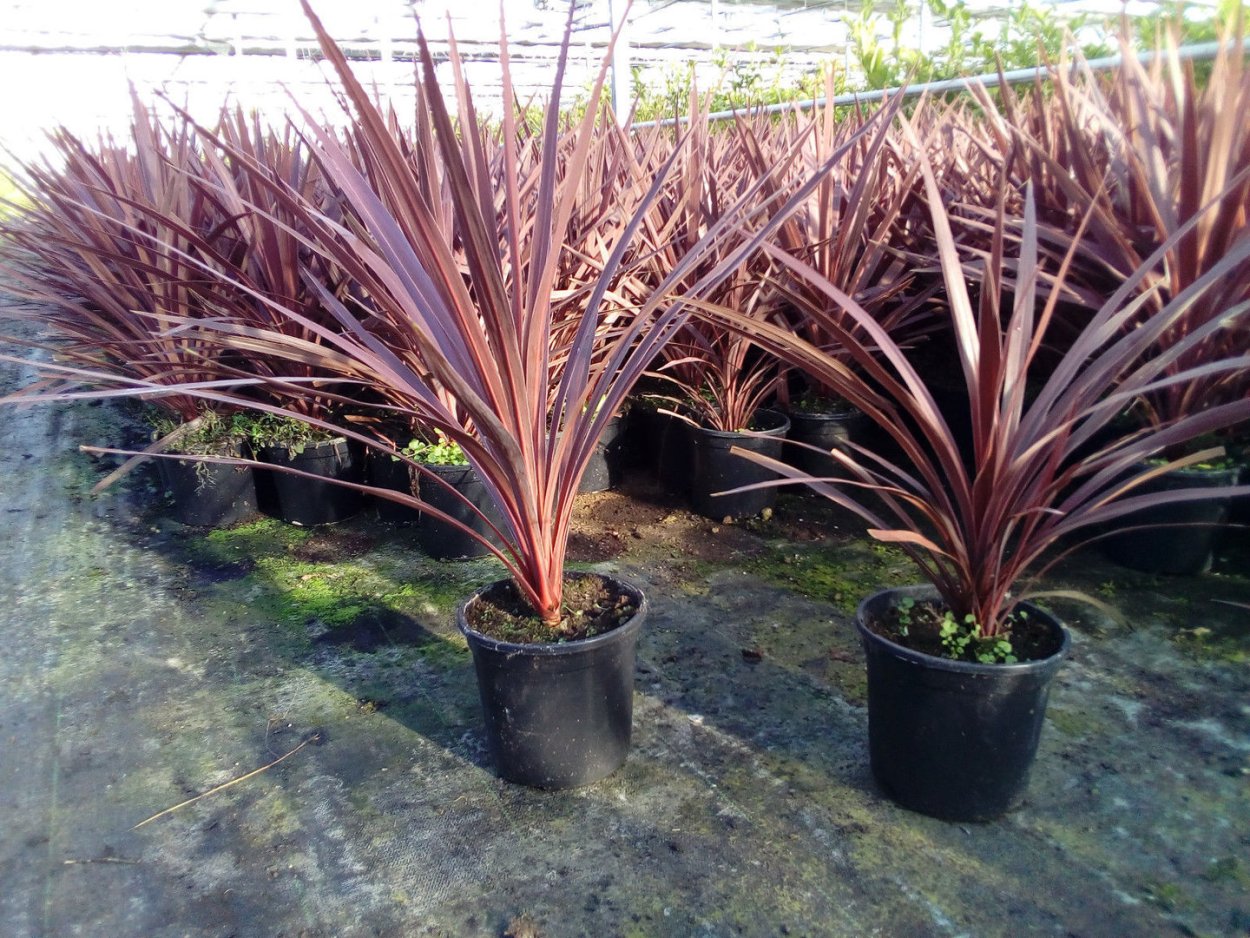 Кордилина кустарниковая Cordyline fruticosa