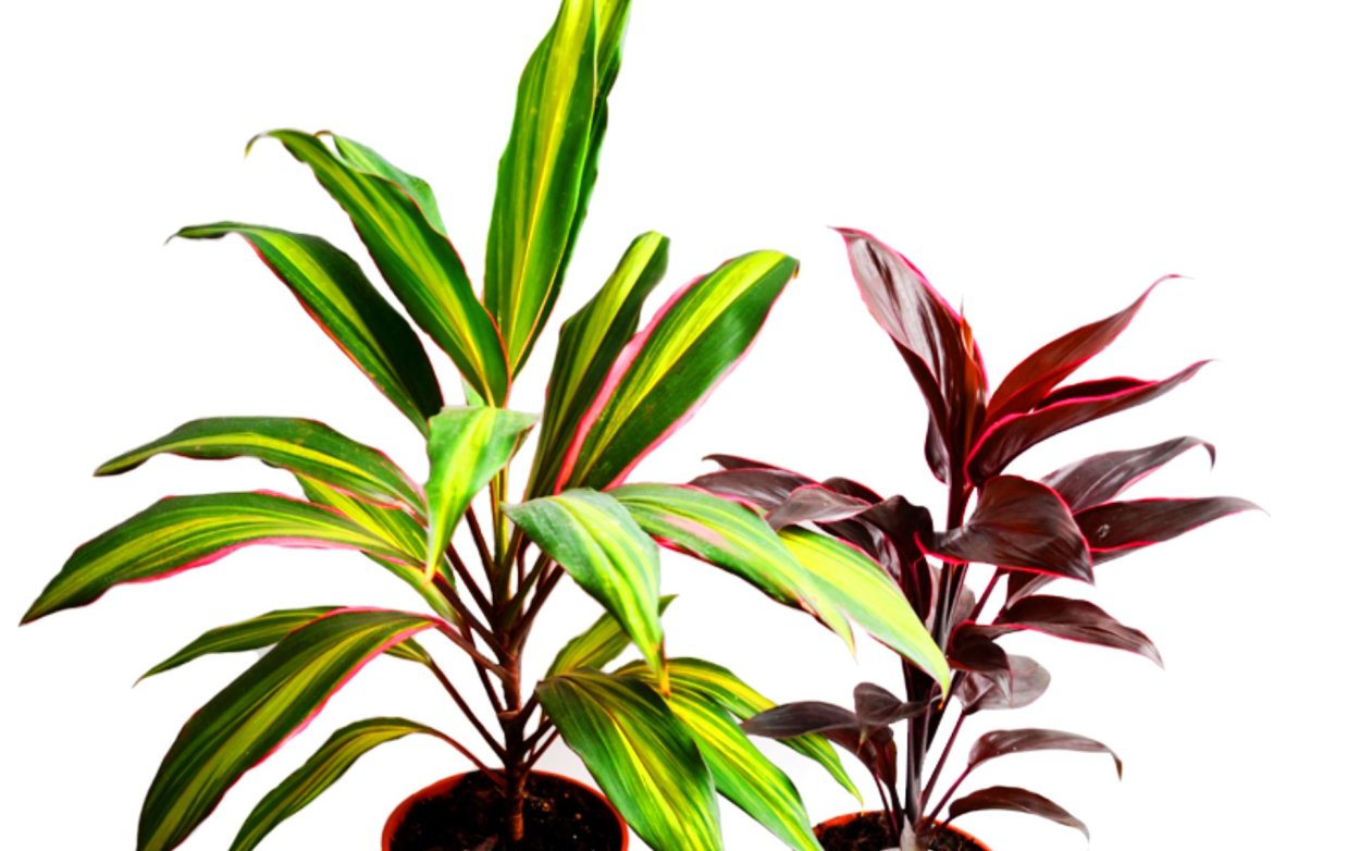 Кордилина терминалис