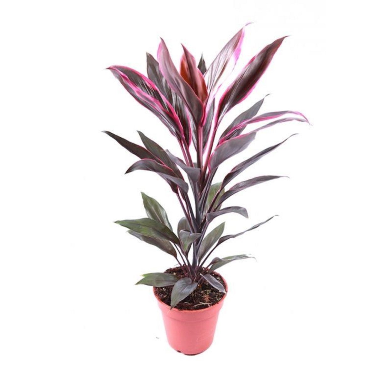 Кордилина Родина