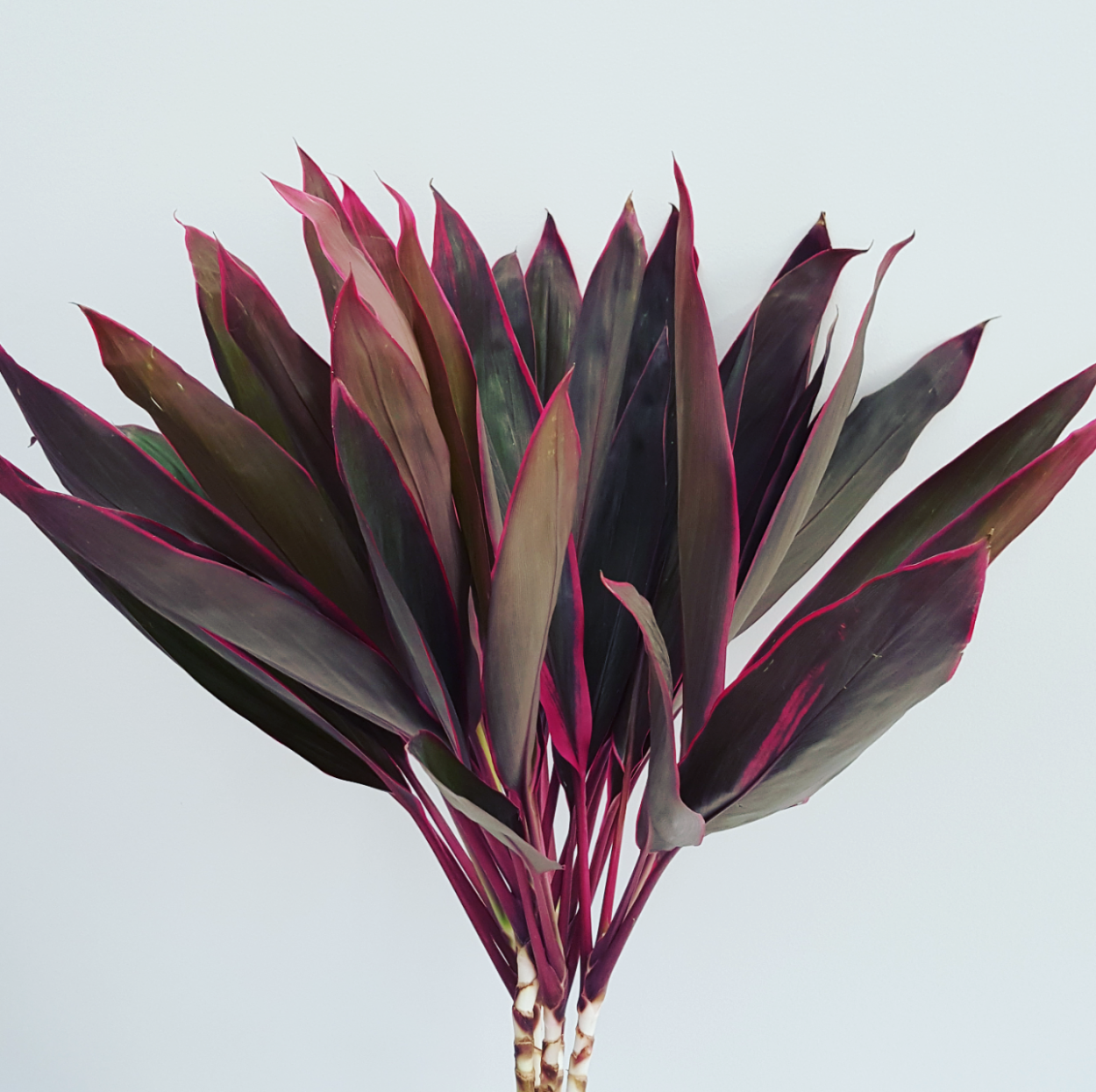 Кордилина Южная Cordyline Australis