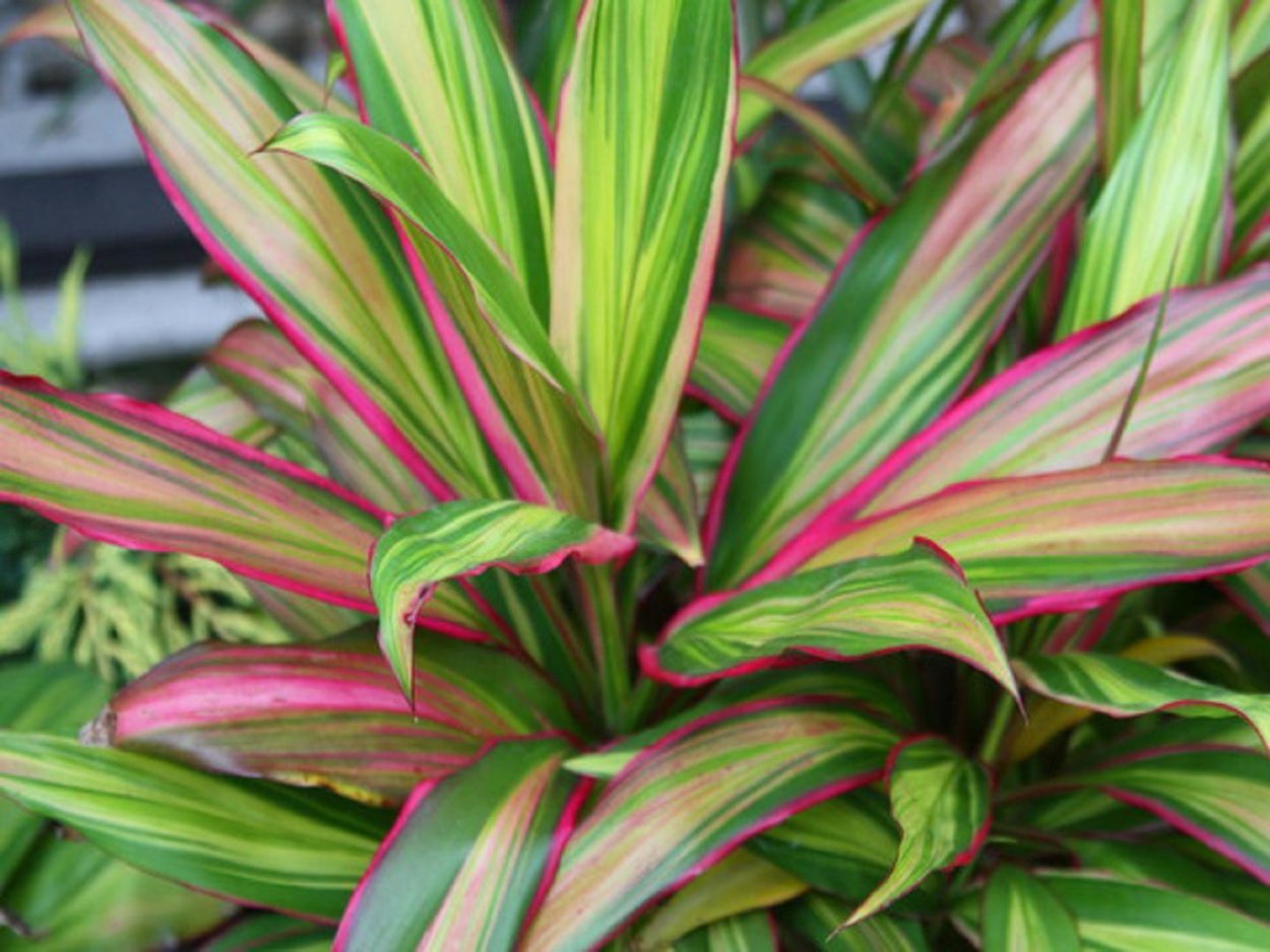 Кордилина фрутикоза киви