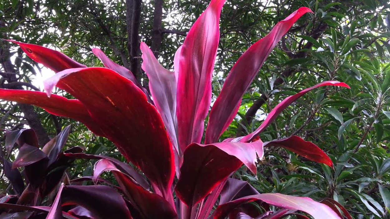 Кордилина терминалис