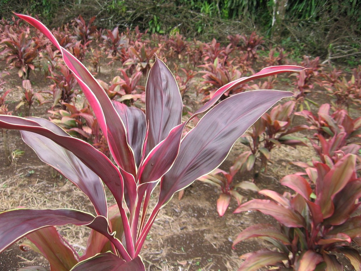 Кордилина фрутикоза танго