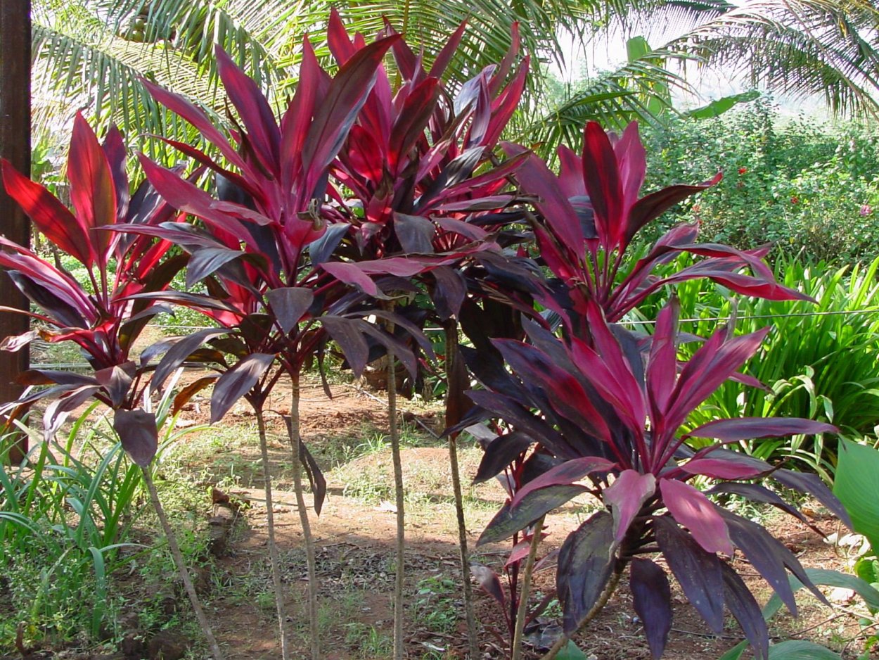 Кордилина терминалис